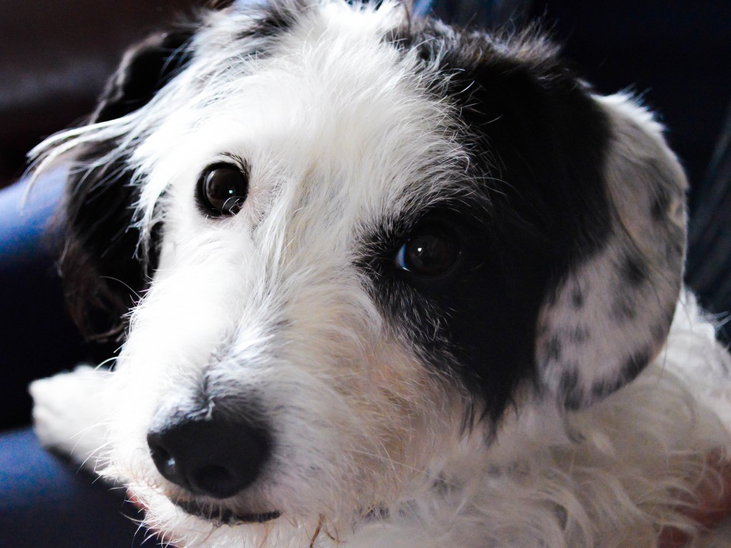 chien