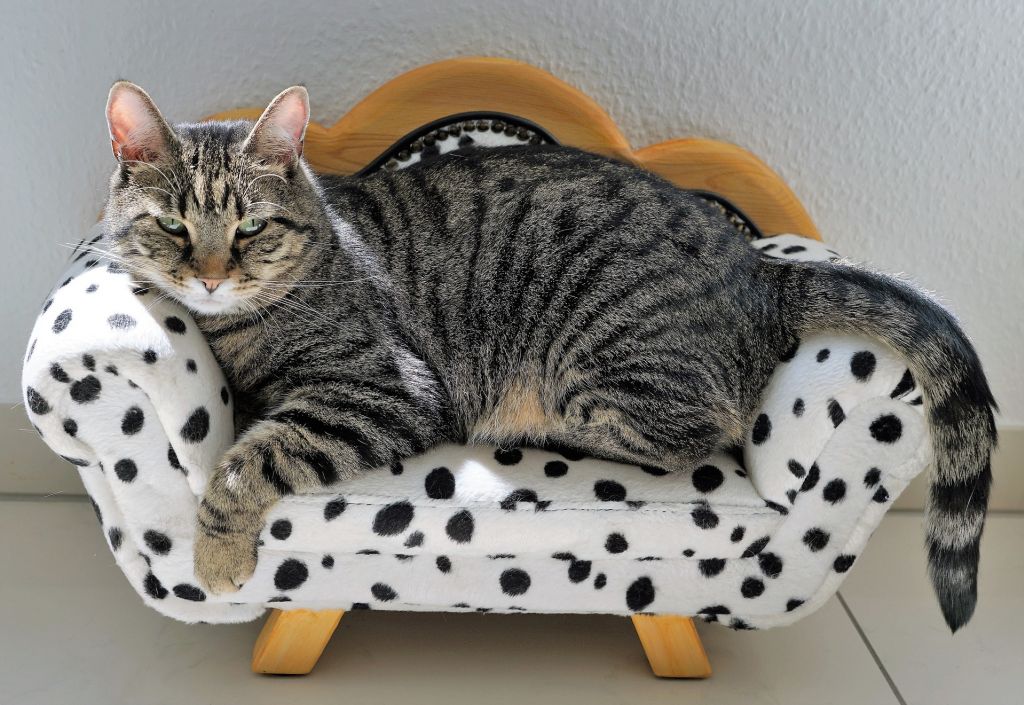 Rangement des accessoires pour chien et chat