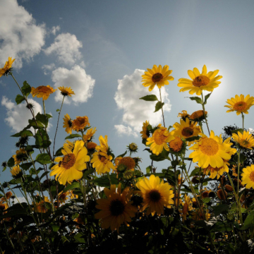 Comment profiter pleinement des beaux jours ?