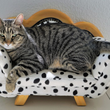 Rangement des accessoires pour chien et chat